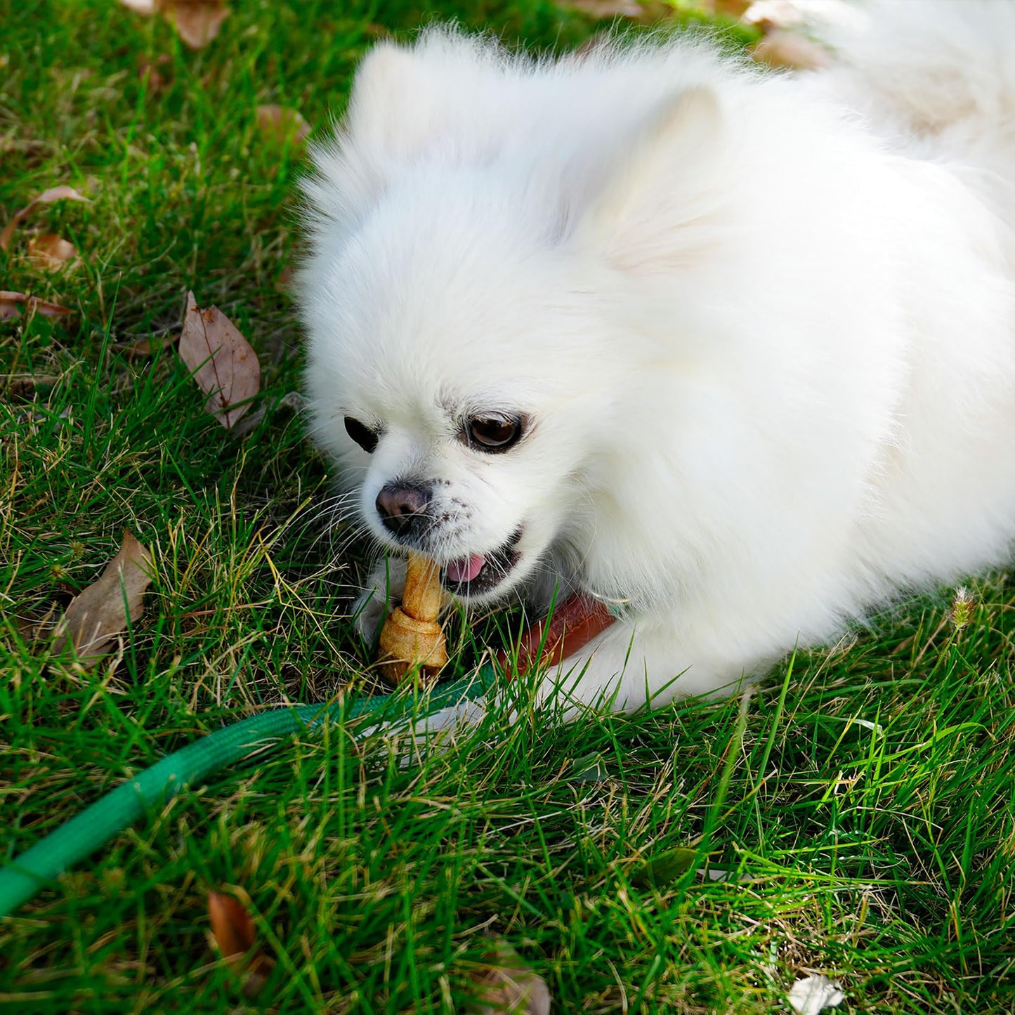 Puppy Small Dogs & Rawhide Knot Bones Chicken Flavor - MON2SUN