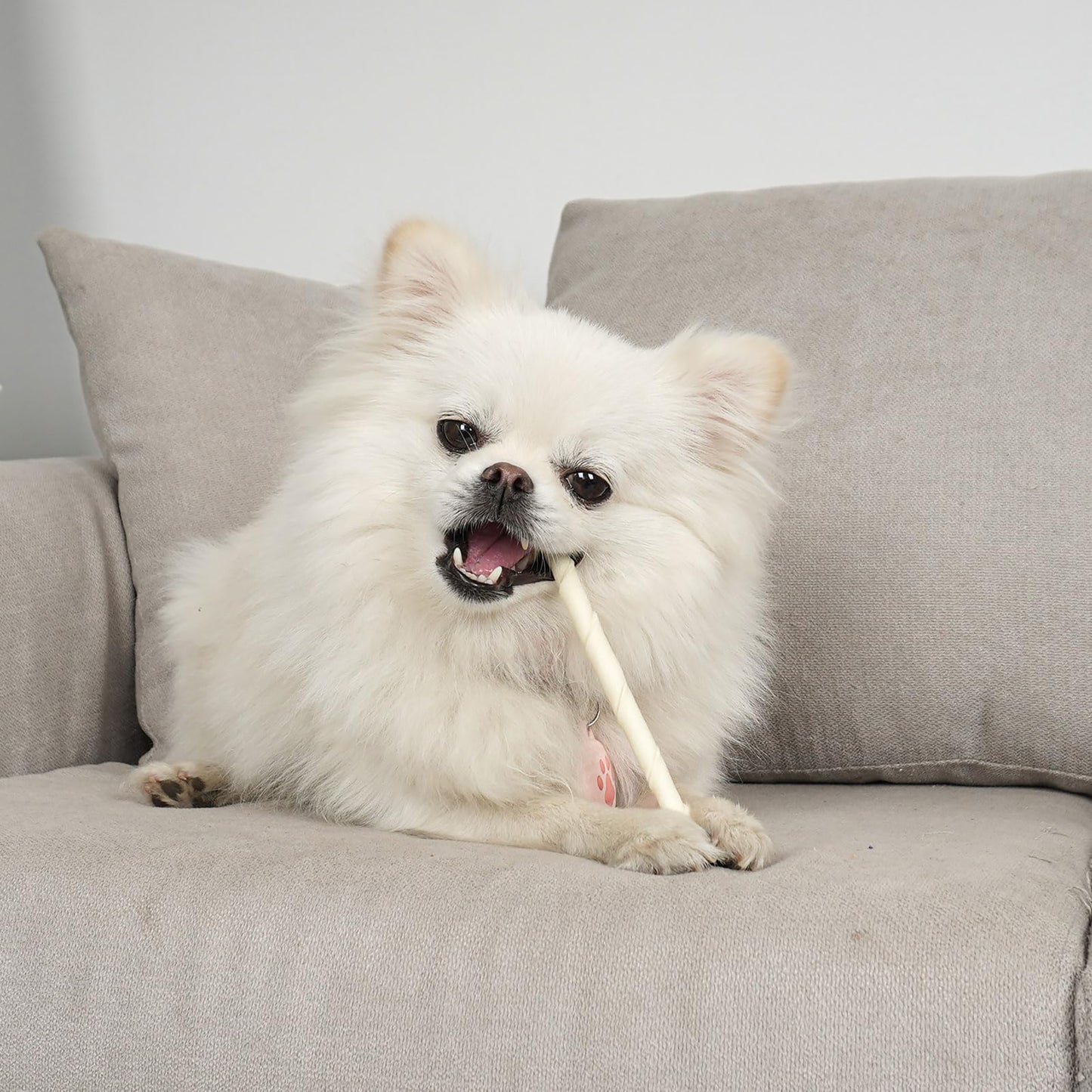 Puppy Small Dogs & Rawhide Twist Sticks - MON2SUN