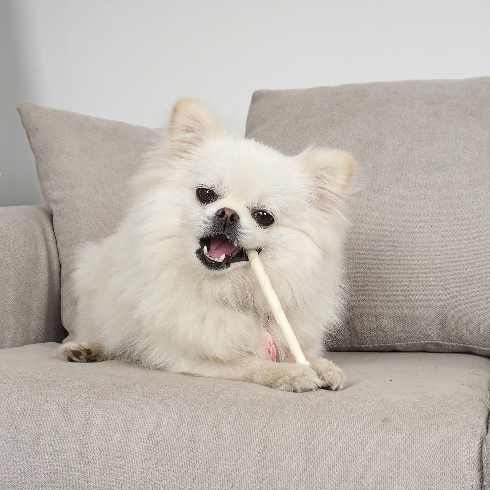 Puppy Small Dogs & Rawhide Twist Sticks - MON2SUN