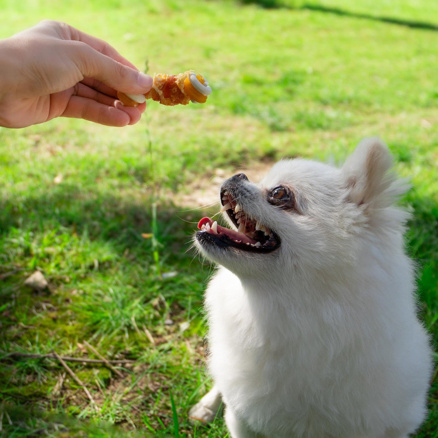Small Dogs & Chicken Wrapped Mixed Vegetables Knot Bone Rawhide Free