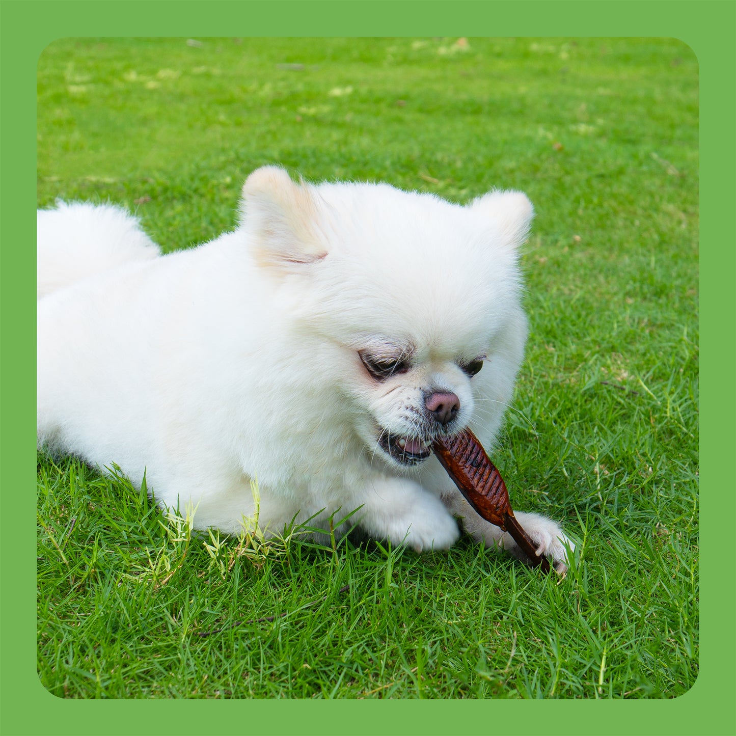 MON2SUN Chicken Sauce Kabobs Rawhide Free Small Dog Treats - MON2SUN