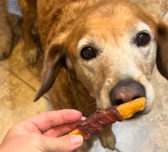 Spoil your pup—grab these rawhide-free chicken-wrapped sweet potato treats and watch that tail go wild!
