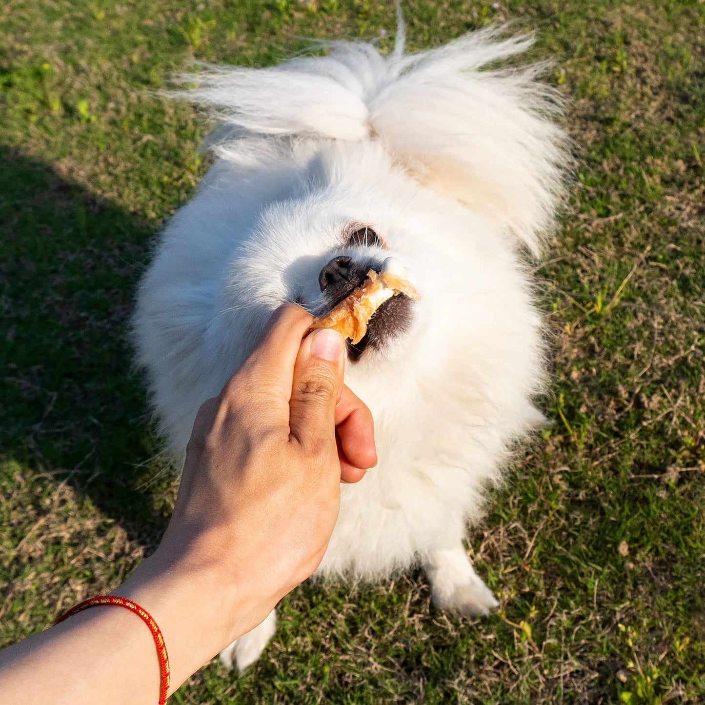 Puppy Small Dogs & Chicken Wrapped Calcium Bones - MON2SUN