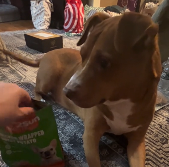 One bite, instant grin—tap “add to cart” and keep tails wagging all day.