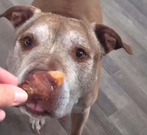 Let your fur kid crunch like a champ.