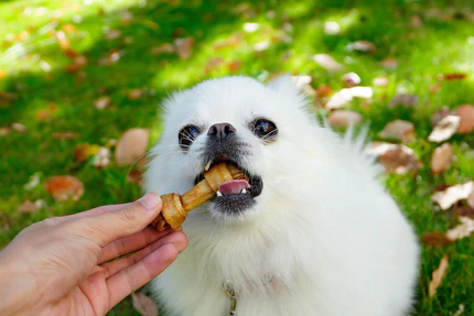 Is Rawhide Bad for Dogs?