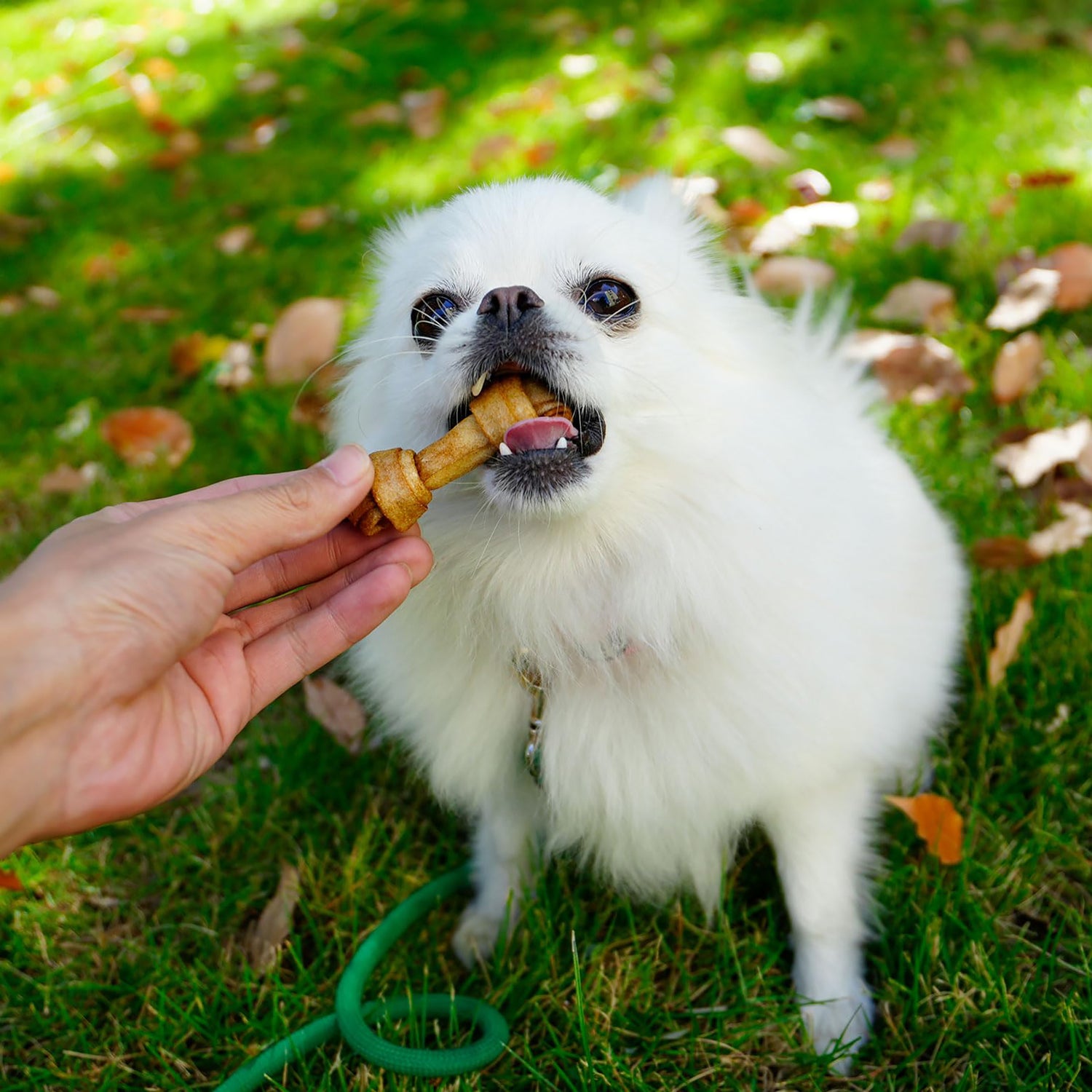 Puppy Small Dogs & Rawhide Knot Bones Chicken Flavor - MON2SUN