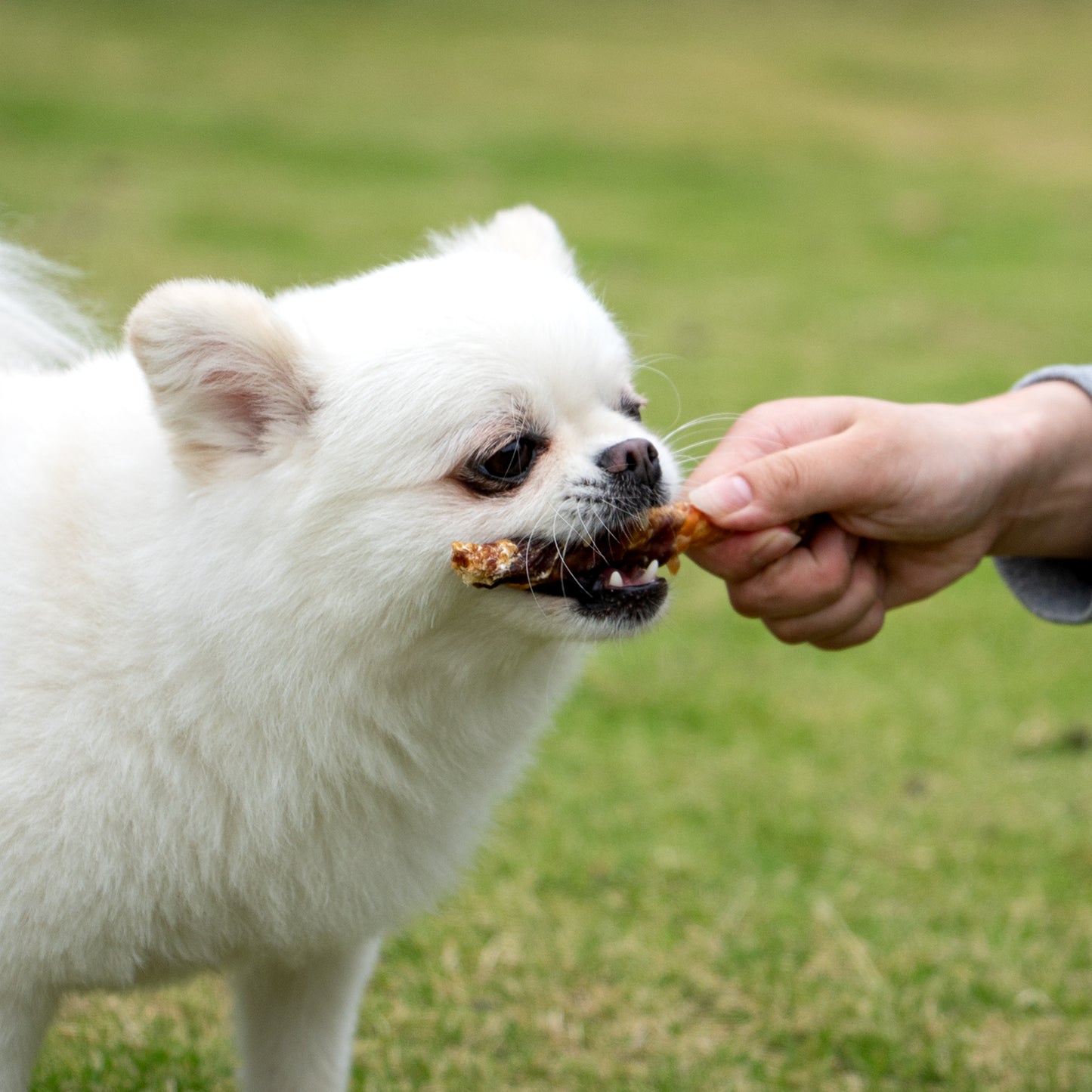 MON2SUN Dog Treats 5 Inch Double Flavor Chicken & Duck Wrapped Rawhide Sticks, Teeth Cleaning for Small Dogs - MON2SUN