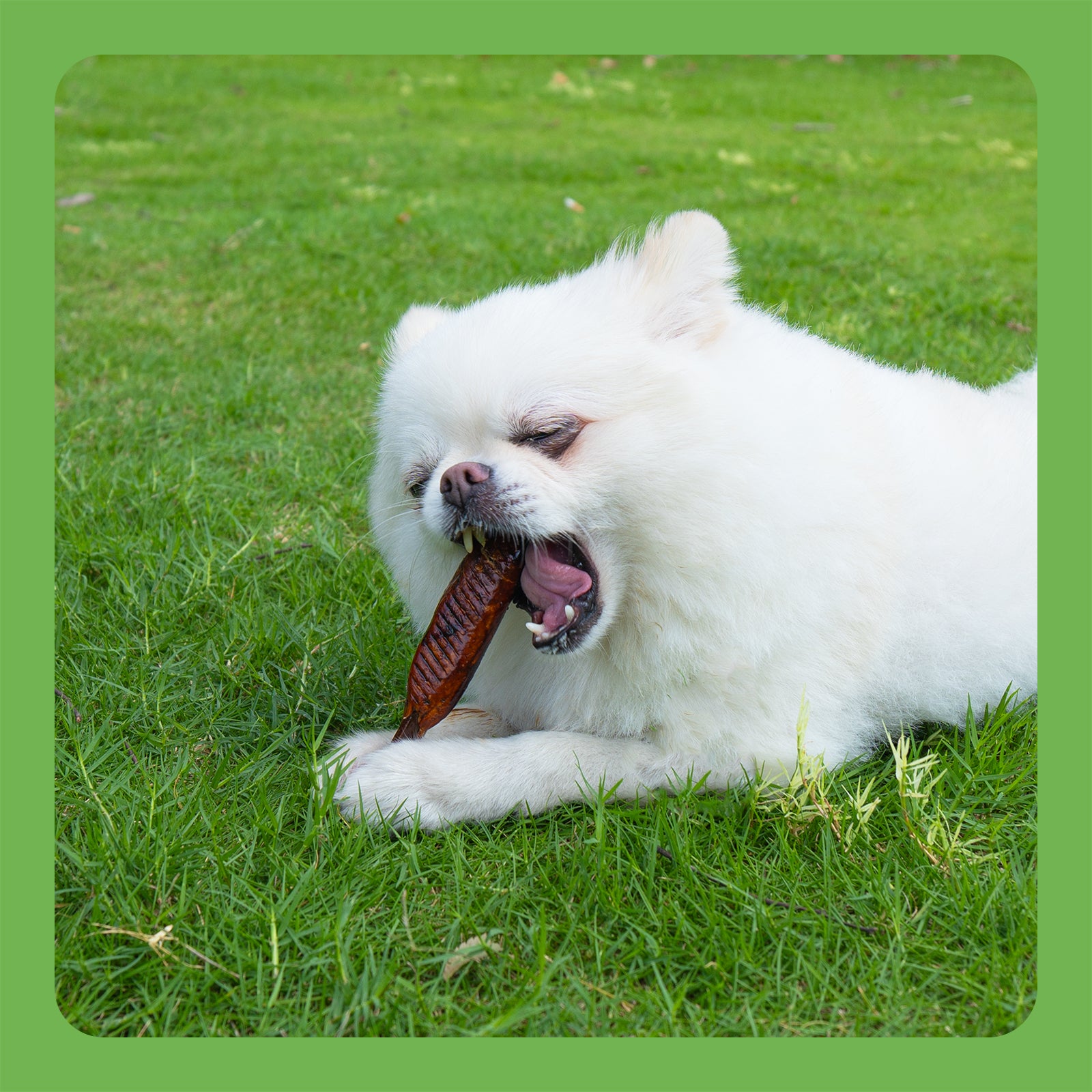 MON2SUN Chicken Sauce Kabobs Rawhide Free Small Dog Treats - MON2SUN