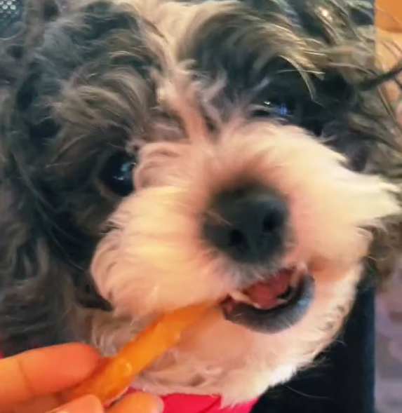 One chew, zero boredom—buy now and keep your fur kid smiling all week.